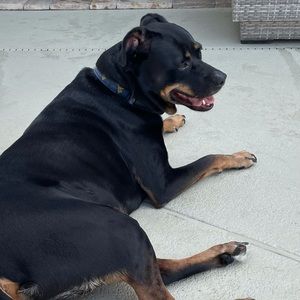 RIP our Pup, Tucker Woods!!😢😢